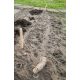 ültető szett, fából magasság:30cm átm.18mm-20m