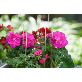 bambusz növénytámasz natúr 40cm átm.3,5-4mm 15db-os szett