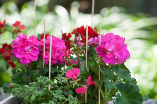 bambusz növénytámasz natúr 40cm átm.3,5-4mm 15db-os szett