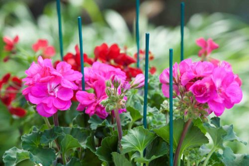 bambusz növénytámasz zöld 50cm átm.4-4,5mm 10db-os szett