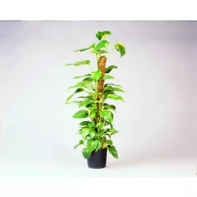 kókuszkaró d 42mm,120 cm