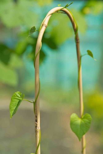 NATURE Bambusznád hajlított natúr H90cm ?10-12mm szett 3 db-os