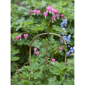 bambusznád hajlított natúr H150cm Ø14-16mm szett 3 db-os