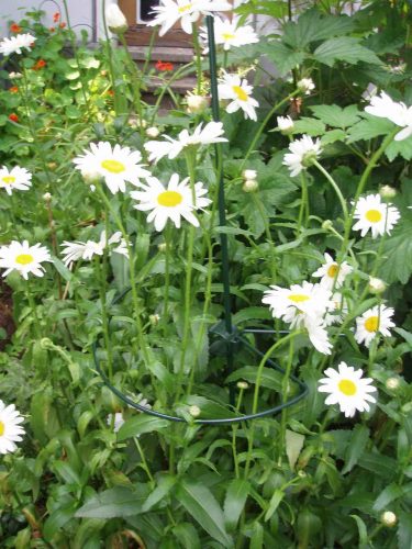 műanyag növénytámasz +klipsz 125cm