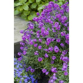 növénytámasz 6mm with shell edge zöld H80x40x22cm