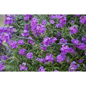 növénytámasz 6mm with shell edge zöld H100x45x24cm