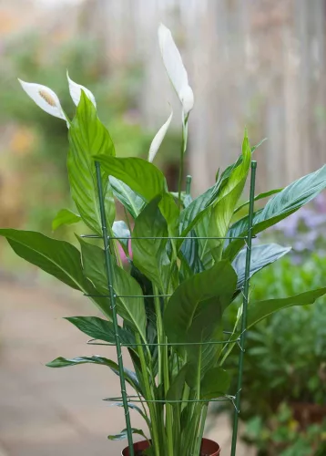 virágtámasz, műanyaggal bevont fém,zöld,60cm átm.7mm+3db gyűrű átm.18-20-22cm