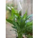virágtámasz, műanyaggal bevont fém,zöld,60cm átm.7mm+3db gyűrű átm.18-20-22cm