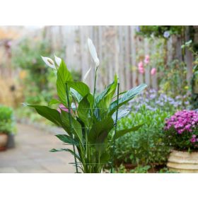 virágtámasz, műanyaggal bevont fém,zöld,90cm átm.7mm+4db gyűrű átm.29,5-28-27-22cm