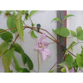 futónövény rögzítő zöld 15mm 12db