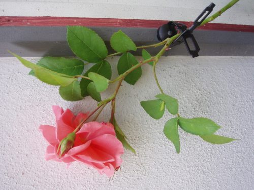 futónövényrögzítő 150cm