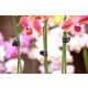 orchidea rögzítő fekete 10db-os szett