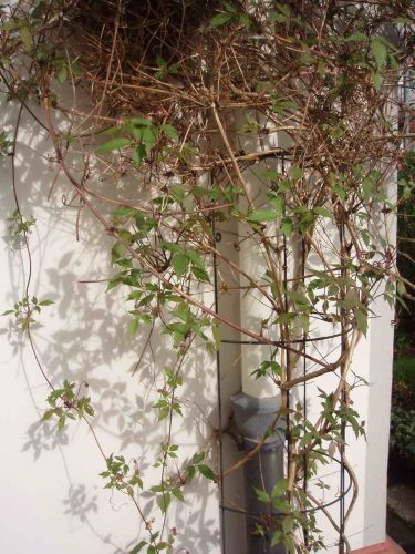 futtatórács esőcsatornához, műanyagbevonattal, zöld 145 x 18 cm