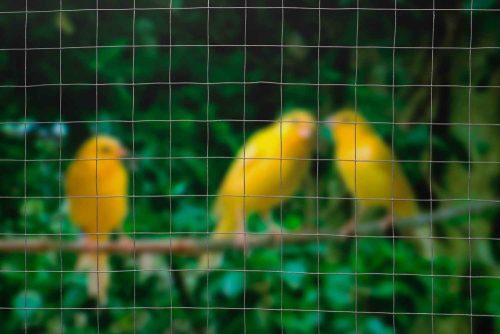 Quadrigal drótkerítés, galvanizált 25x mm2,5m x 0,5m