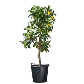 ritzi cserép fekete 30l H32x?36cm