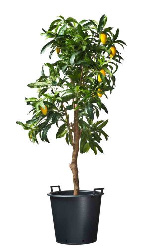 ritzi cserép fekete 110l H49x?65cm