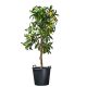ritzi cserép fekete 110l H49x?65cm