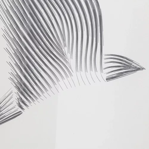 Coram zuhanyfüggönny fekete madár mintás Birds 180x200