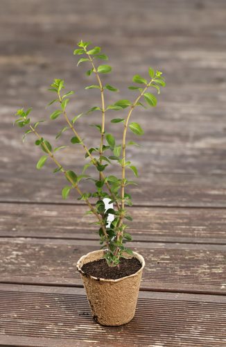 Verto palántázó készlet, 88 részes